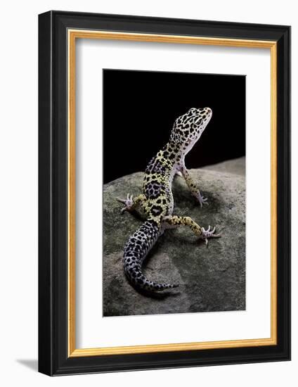 Eublepharis Macularius (Leopard Gecko)-Paul Starosta-Framed Photographic Print