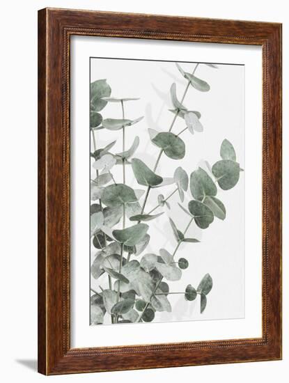 Eucalyptus_003-Pictufy Studio III-Framed Giclee Print