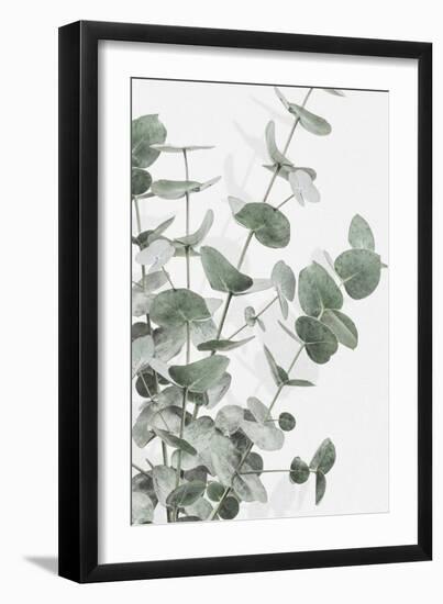 Eucalyptus_003-Pictufy Studio III-Framed Giclee Print