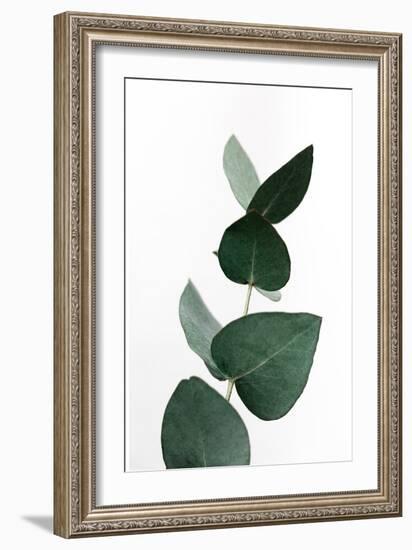 Eucalyptus 4 A1-Mareike Böhmer-Framed Giclee Print