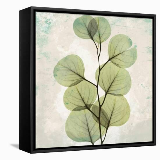 Eucalyptus Aged stone-Albert Koetsier-Framed Stretched Canvas
