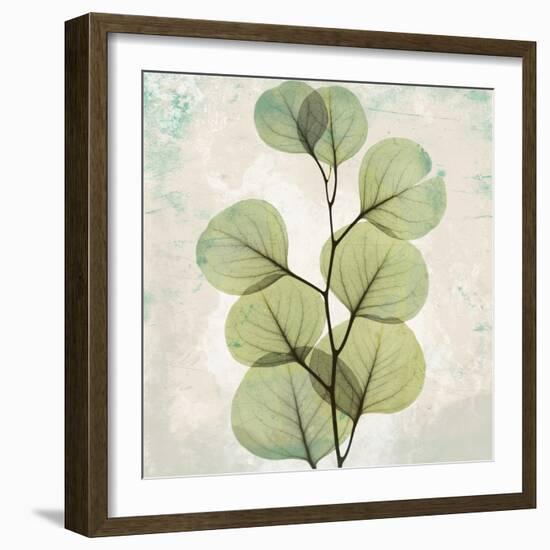 Eucalyptus Aged stone-Albert Koetsier-Framed Art Print