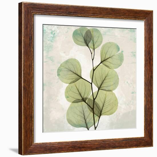 Eucalyptus Aged stone-Albert Koetsier-Framed Art Print