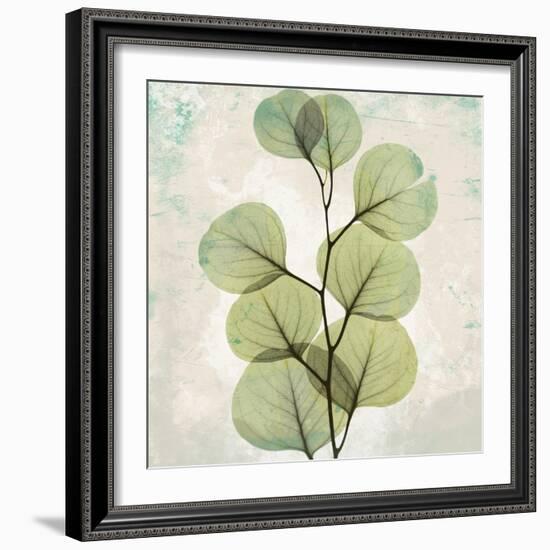 Eucalyptus Aged stone-Albert Koetsier-Framed Art Print
