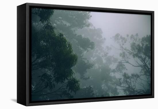 Eucalyptus and Fog Design-null-Framed Premier Image Canvas