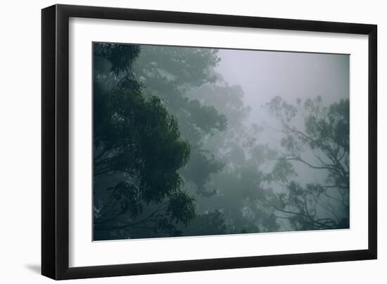 Eucalyptus and Fog Design-null-Framed Photographic Print