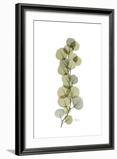 Eucalyptus Arm-Albert Koetsier-Framed Art Print