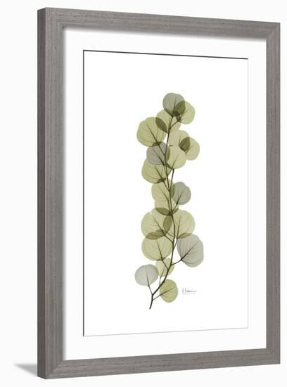 Eucalyptus Arm-Albert Koetsier-Framed Art Print