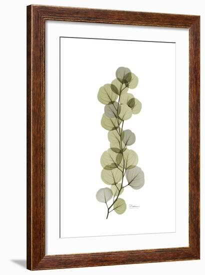 Eucalyptus Arm-Albert Koetsier-Framed Art Print