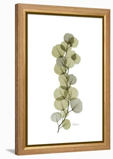 Eucalyptus Arm-Albert Koetsier-Framed Stretched Canvas