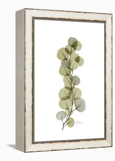 Eucalyptus Arm-Albert Koetsier-Framed Stretched Canvas