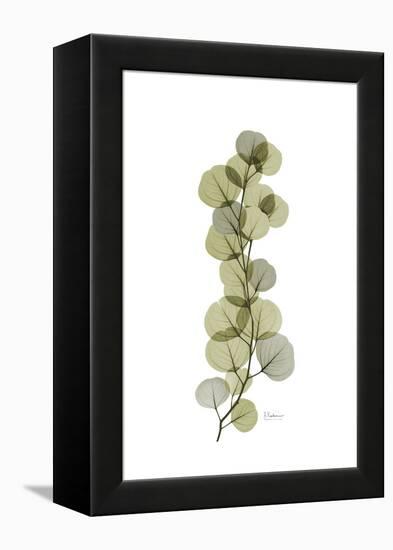 Eucalyptus Arm-Albert Koetsier-Framed Stretched Canvas