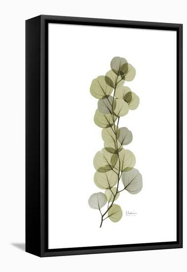 Eucalyptus Arm-Albert Koetsier-Framed Stretched Canvas