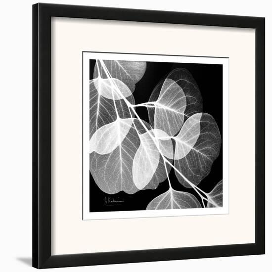 Eucalyptus Black And White Framed Art Print By Albert Koetsier Eucalyptus Black And White Framed Art Print By Albert Koetsier