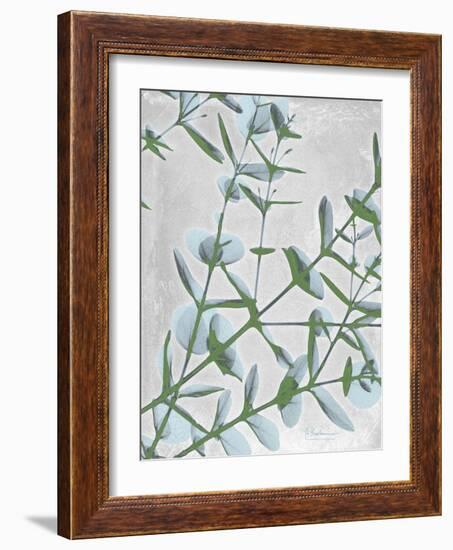 Eucalyptus Blues-Albert Koetsier-Framed Art Print