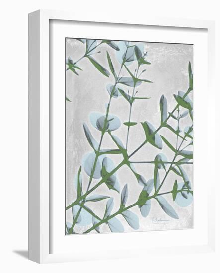 Eucalyptus Blues-Albert Koetsier-Framed Art Print