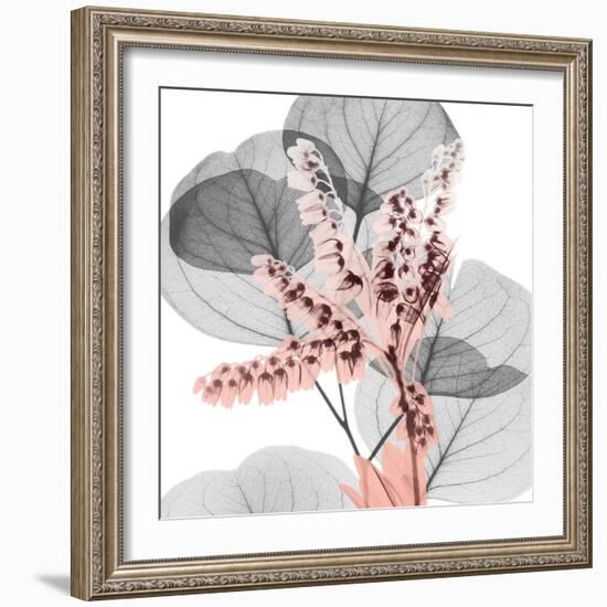 Eucalyptus Blush 1-Albert Koetsier-Framed Photographic Print