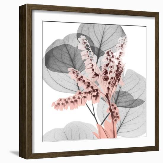 Eucalyptus Blush 1-Albert Koetsier-Framed Photographic Print