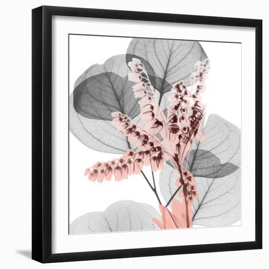 Eucalyptus Blush 1-Albert Koetsier-Framed Photographic Print