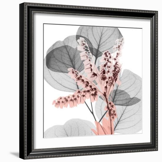 Eucalyptus Blush 1-Albert Koetsier-Framed Photographic Print