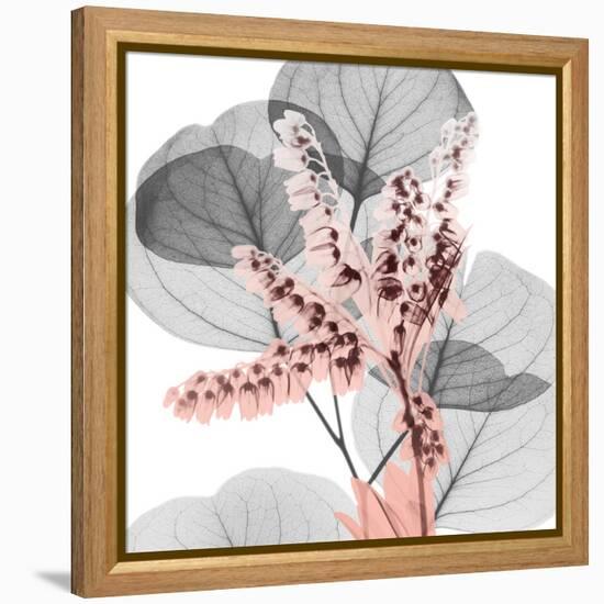 Eucalyptus Blush 1-Albert Koetsier-Framed Stretched Canvas