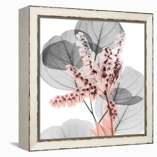 Eucalyptus Blush 1-Albert Koetsier-Framed Stretched Canvas