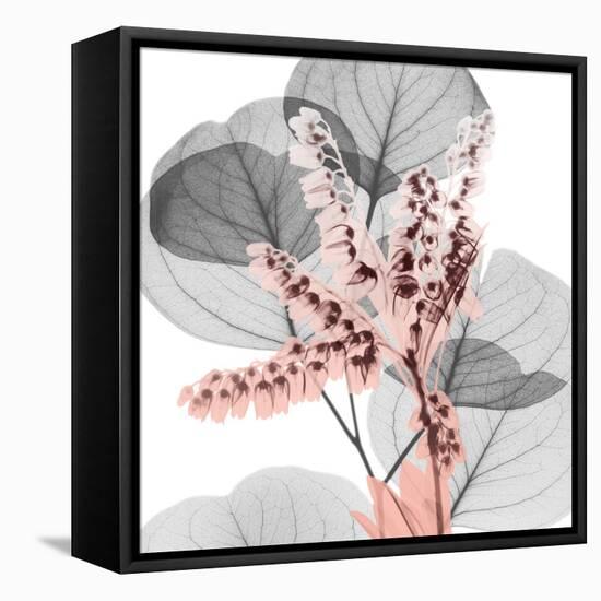 Eucalyptus Blush 1-Albert Koetsier-Framed Stretched Canvas