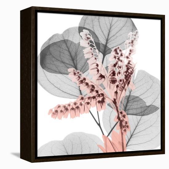 Eucalyptus Blush 1-Albert Koetsier-Framed Stretched Canvas