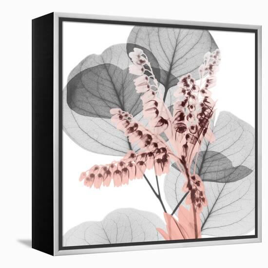 Eucalyptus Blush 1-Albert Koetsier-Framed Stretched Canvas