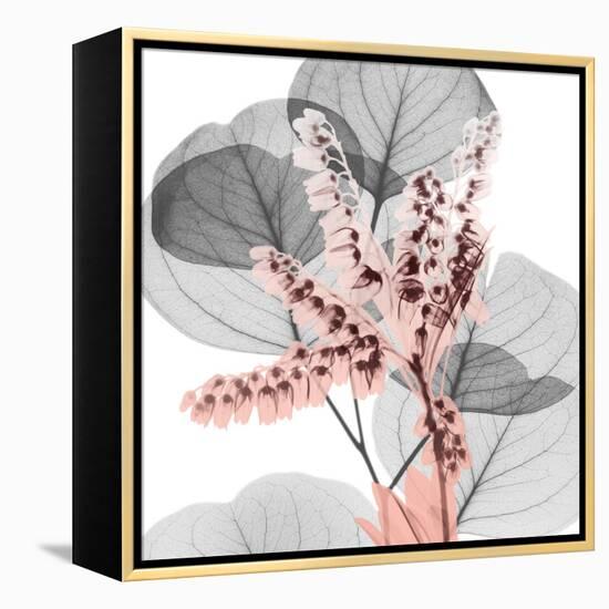 Eucalyptus Blush 1-Albert Koetsier-Framed Stretched Canvas