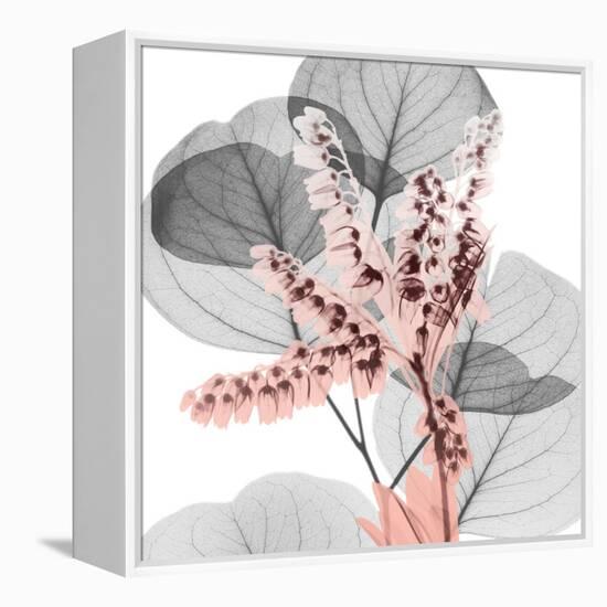 Eucalyptus Blush 1-Albert Koetsier-Framed Stretched Canvas