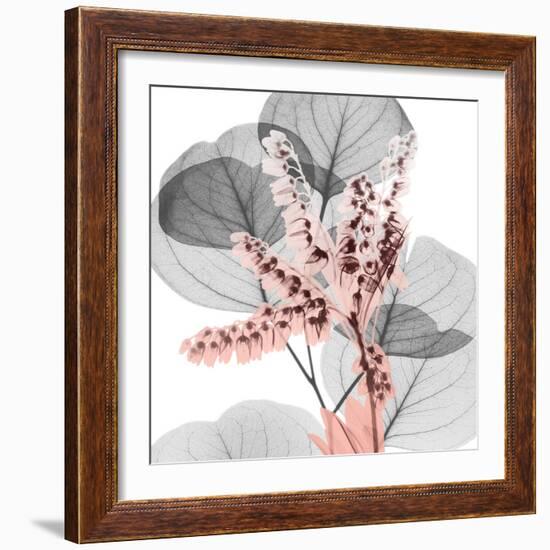 Eucalyptus Blush 1-Albert Koetsier-Framed Photo