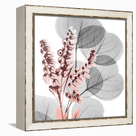 Eucalyptus Blush 2-Albert Koetsier-Framed Stretched Canvas