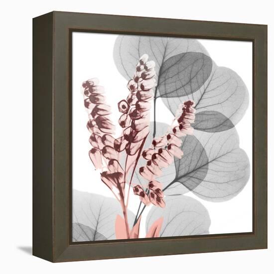 Eucalyptus Blush 2-Albert Koetsier-Framed Stretched Canvas