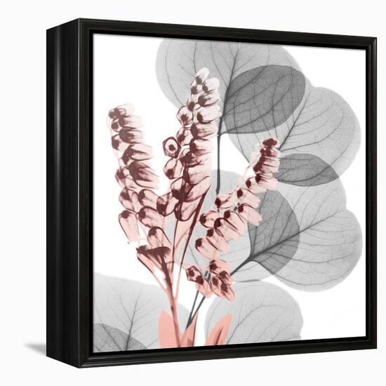 Eucalyptus Blush 2-Albert Koetsier-Framed Stretched Canvas