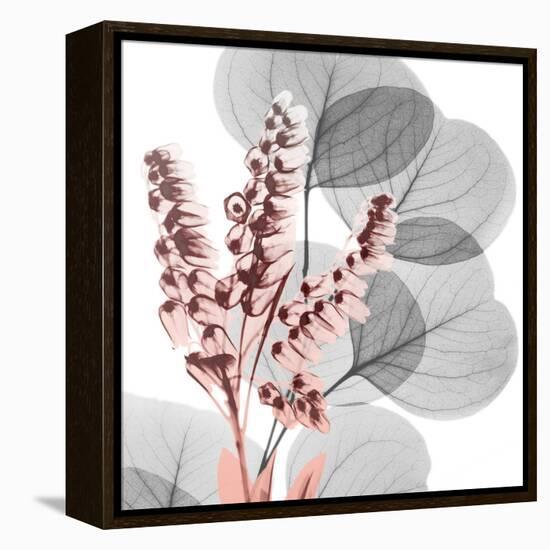 Eucalyptus Blush 2-Albert Koetsier-Framed Stretched Canvas