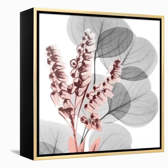 Eucalyptus Blush 2-Albert Koetsier-Framed Stretched Canvas