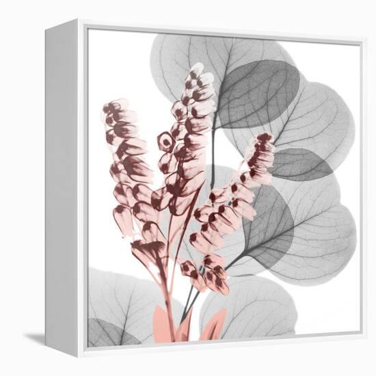 Eucalyptus Blush 2-Albert Koetsier-Framed Stretched Canvas