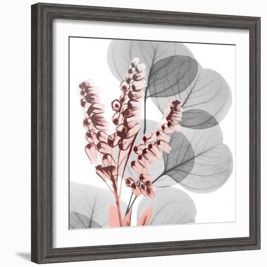 Eucalyptus Blush 2-Albert Koetsier-Framed Photo