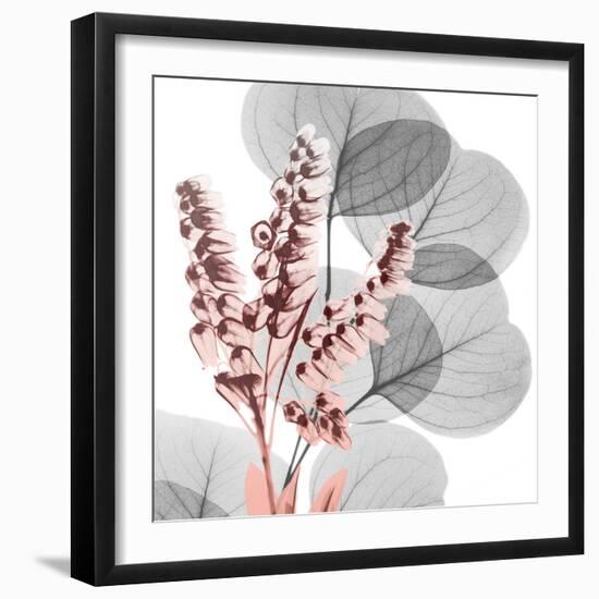 Eucalyptus Blush 2-Albert Koetsier-Framed Photo