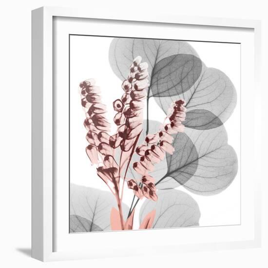 Eucalyptus Blush 2-Albert Koetsier-Framed Photo