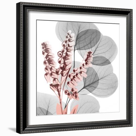 Eucalyptus Blush 2-Albert Koetsier-Framed Photo