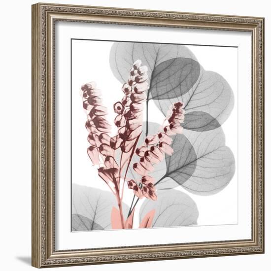 Eucalyptus Blush 2-Albert Koetsier-Framed Photographic Print