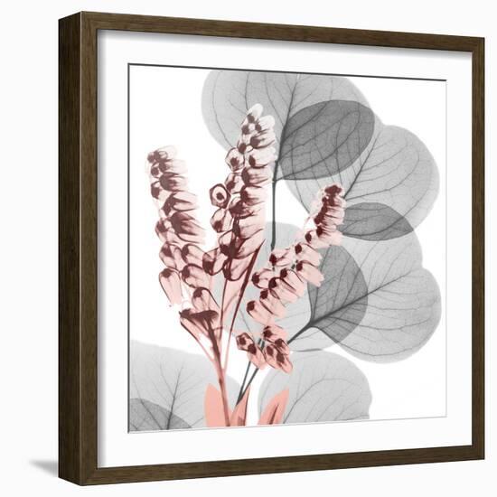 Eucalyptus Blush 2-Albert Koetsier-Framed Photographic Print