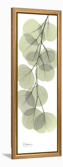 Eucalyptus Branch Down-Albert Koetsier-Framed Stretched Canvas