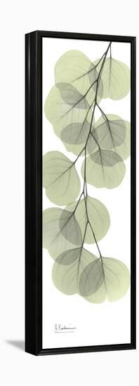 Eucalyptus Branch Down-Albert Koetsier-Framed Stretched Canvas