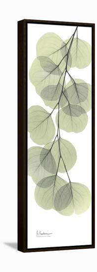 Eucalyptus Branch Down-Albert Koetsier-Framed Stretched Canvas