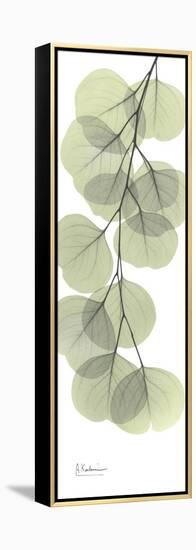 Eucalyptus Branch Down-Albert Koetsier-Framed Stretched Canvas