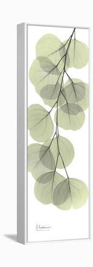 Eucalyptus Branch Down-Albert Koetsier-Framed Stretched Canvas