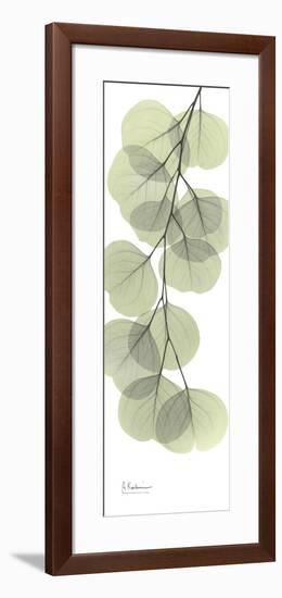 Eucalyptus Branch Down-Albert Koetsier-Framed Premium Giclee Print